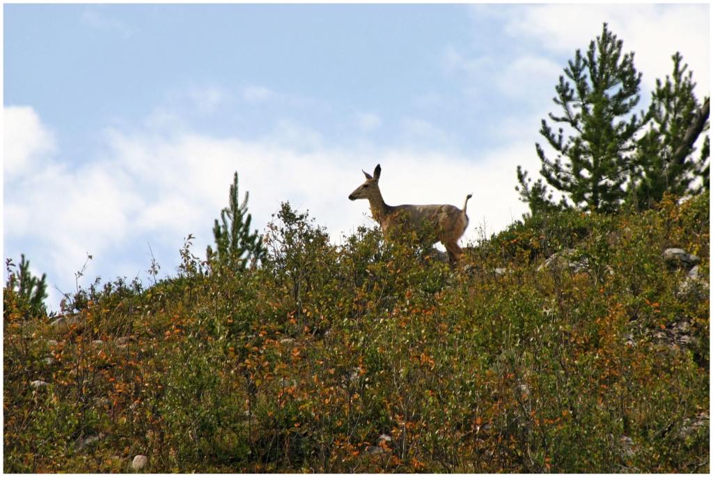 01 - Grand teton NP (11).jpg